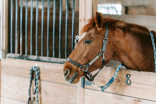 betriebshaftpflichtversicherung-fuer-reitstall Betriebshaftpflichtversicherung für Reitstall