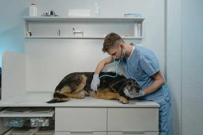 berufshaftpflichtversicherung-tierarzt-sachschaden Berufshaftpflichtversicherung für Tierärzte deckt Schäden an Tieren in Ihrer Obhut ab