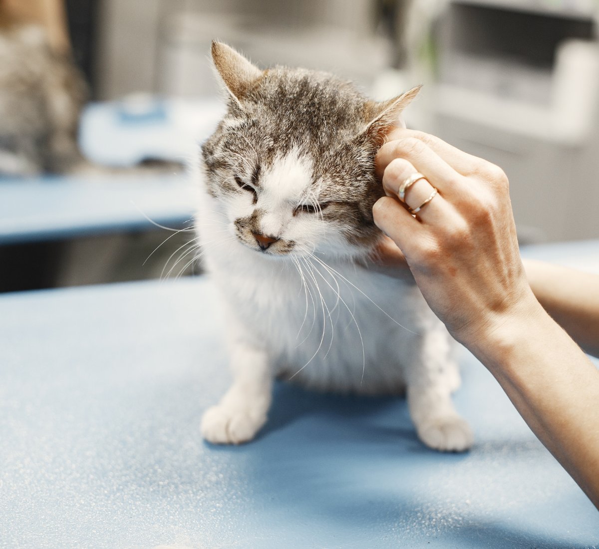 tierphysiotherapeut-berufshaftpflicht Tierphysiotherapeut mit Katze, Berufshaftpflicht für Tierphysiotherapeuten