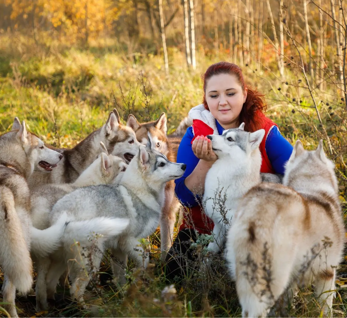 Hundezüchter mit seinen Hunden, Betriebshaftpflicht für Hundezüchter