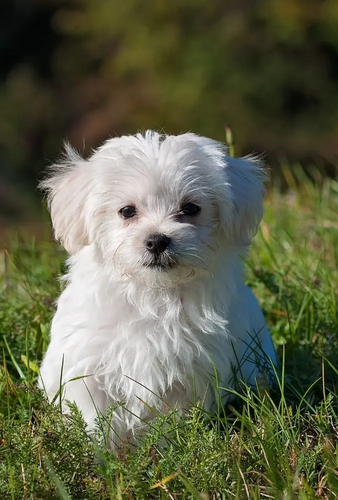 Betriebshaftpflichtversicherung für Hundezuchtbetriebe