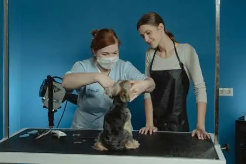 betriebshaftpflicht-hundefriseur-mitarbeiterhaftung Die Betriebshaftpflicht sichert auch Schäden, die durch Mitarbeiter entstehen ab.