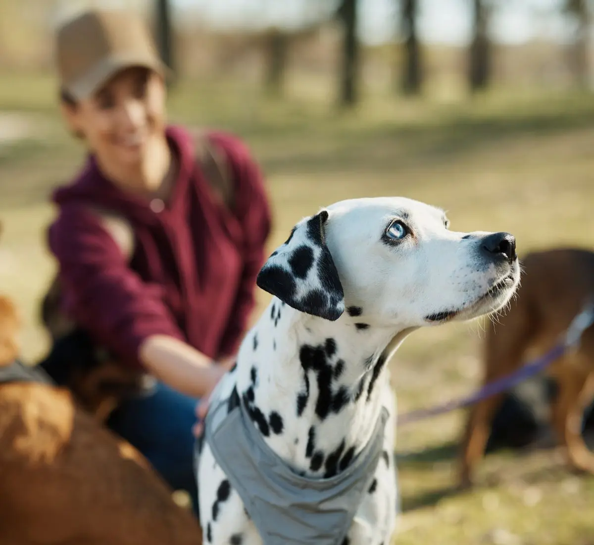 Betriebshaftpflicht für Hundepensionen, Katzenpensionen und andere Tierpensionen