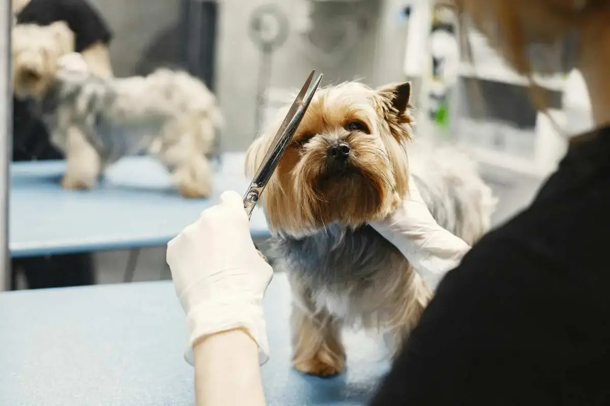 Betriebshaftpflicht für Hundefriseur / Hundesalon sichert Ihren Betrieb.